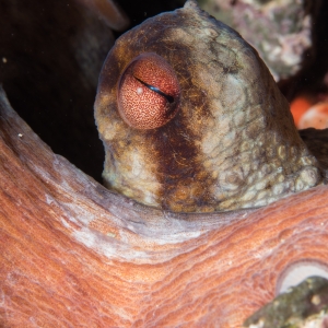 Octopus oog